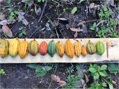 Local working collections as the foundation for an integrated conservation of Theobroma cacao L. in Latin America